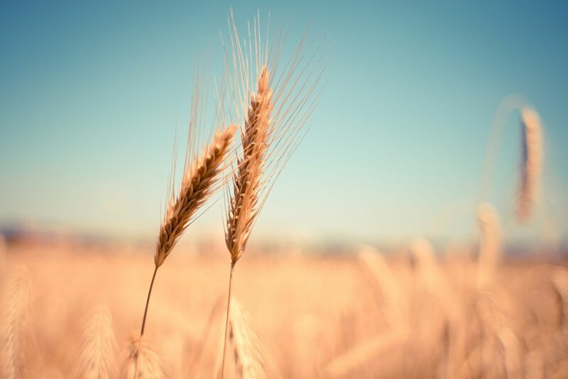 Wheat in the blue sky under the sun
